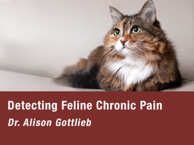 Detecting Feline Chronic Pain