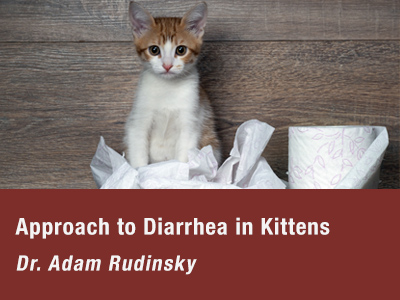 Diarrhea in Kittens