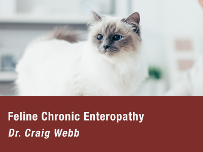 Feline Chronic Enteropathy
