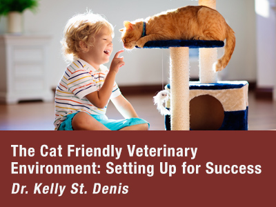 Cat Friendly Veterinary Environment