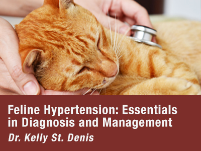 Feline Hypertension Webinar