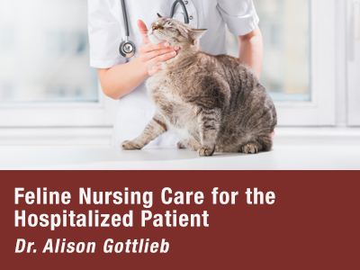 Feline Nursing Care