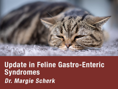 Gastro Enteric Syndromes