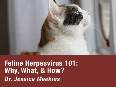 Herpesvirus 101