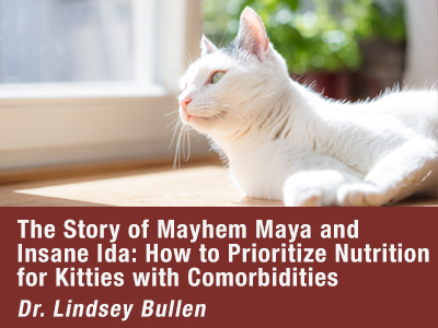 The Story of Mayhem Maya and Insane Ida: How to Prioritize Nutrition for Kitties with Comorbidities