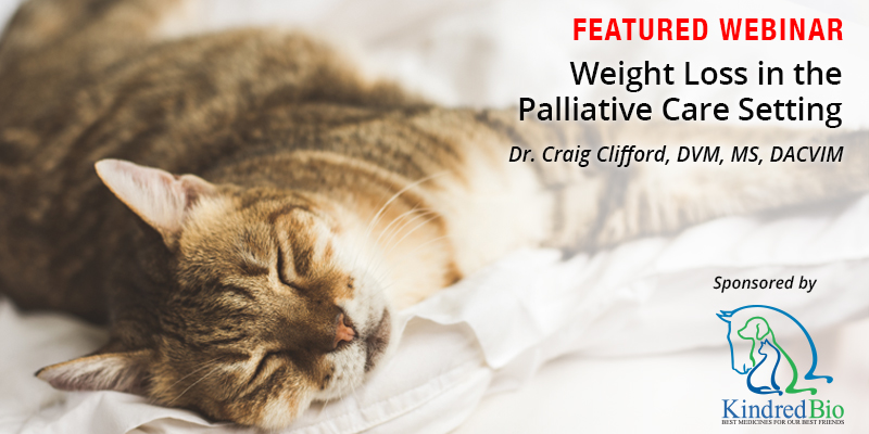 palliative care for cats