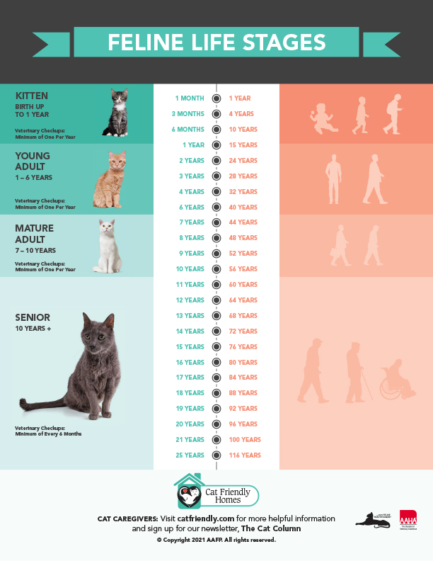Life Stage Guidelines | American Association of Feline Practitioners