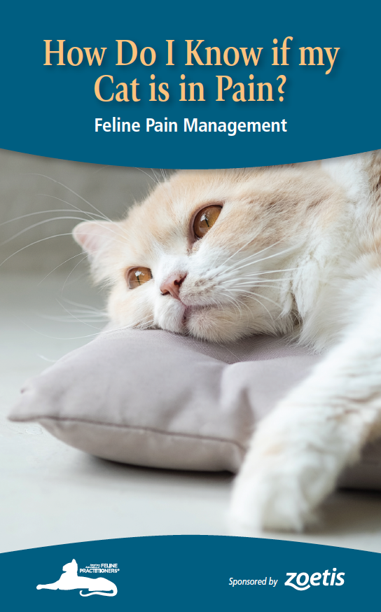 How Do I Know if my Cat is in Pain? Feline Pain Management