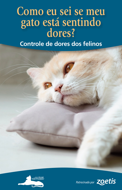 Como eu sei se meu gato está sentindo dores? Controle de dores dos felinos