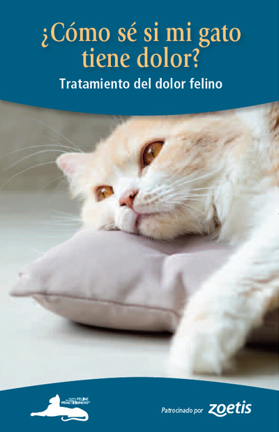 ¿Cómo sé si mi gato tiene dolor? Tratamiento del dolor felino