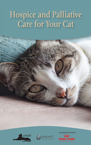 Hospice and Palliative Care for Your Cat