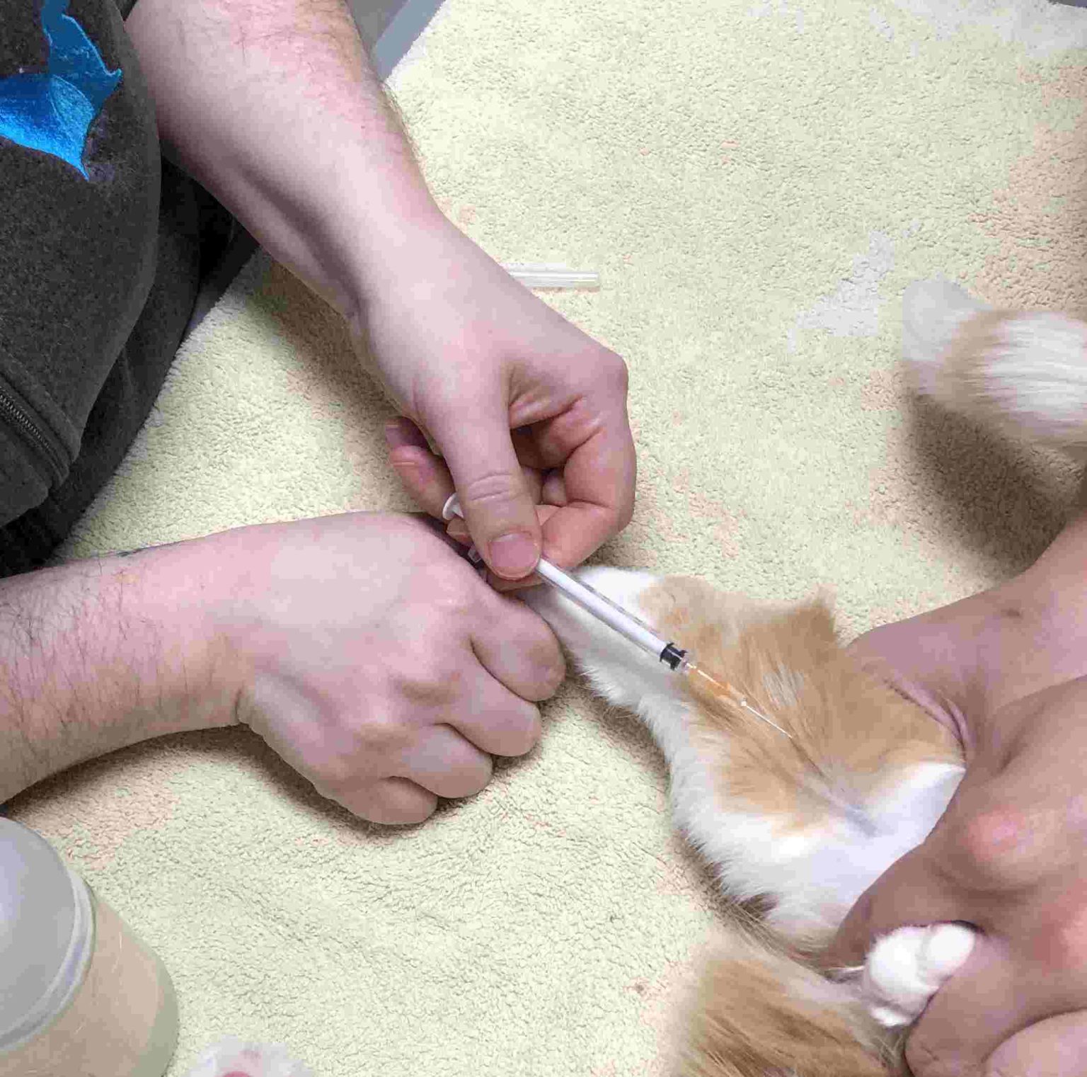 Euthanasia Process