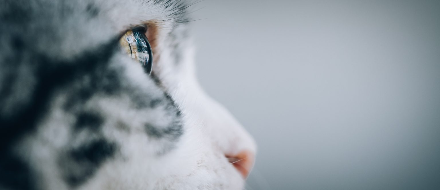 Chronic Pain Educational Toolkit - catvets.com