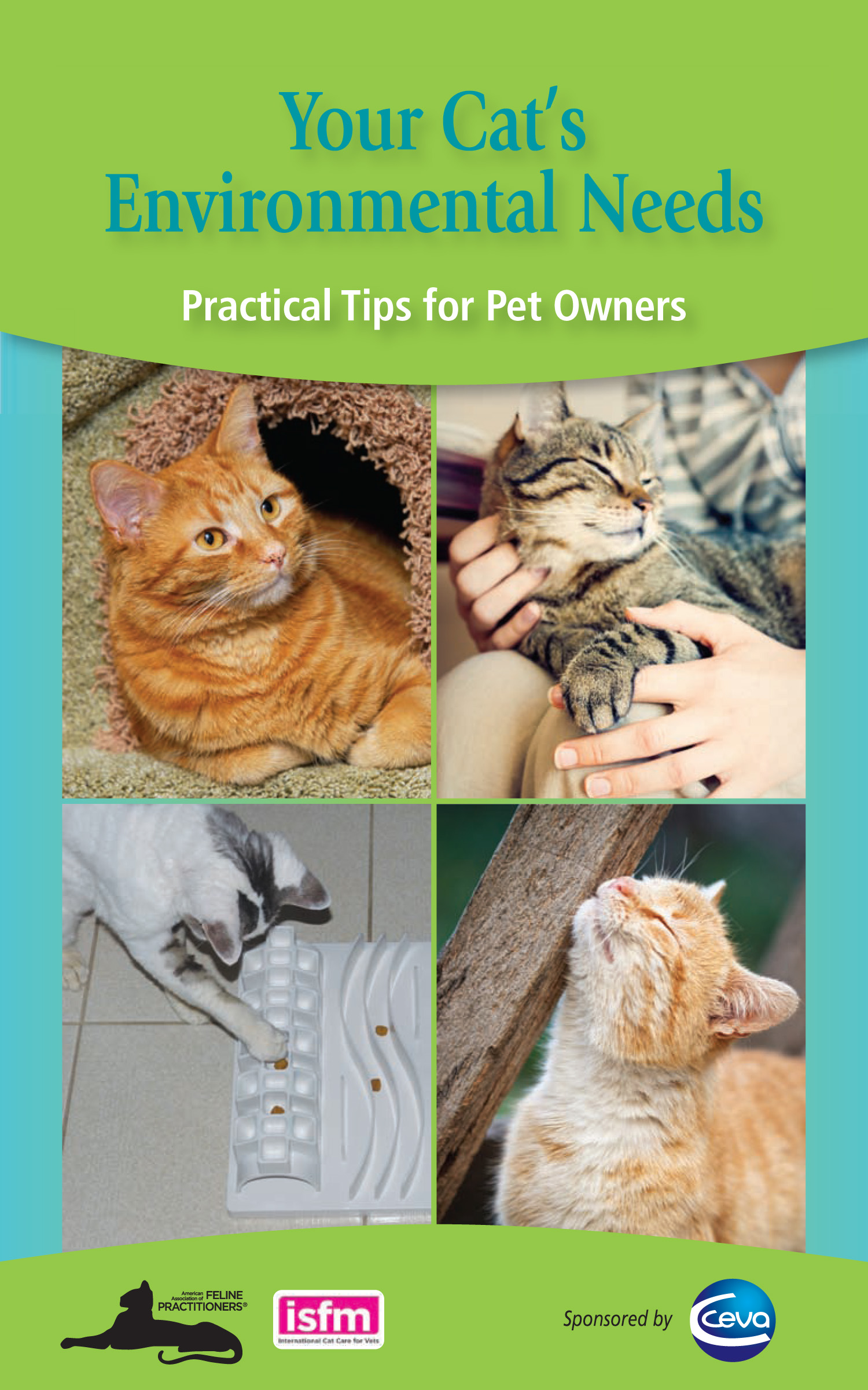 Your Cat's Environmental Needs: Practical Tips for Pet Owners