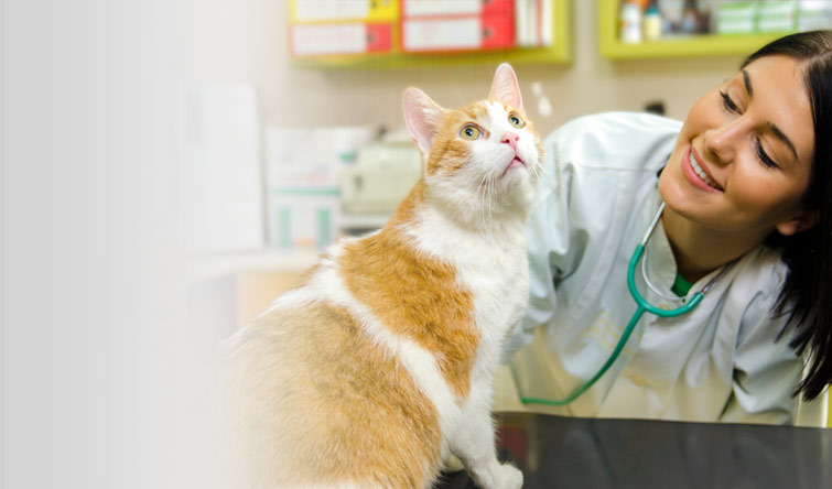 Vet helping cat