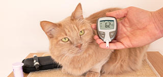 Feline diabetes webinar