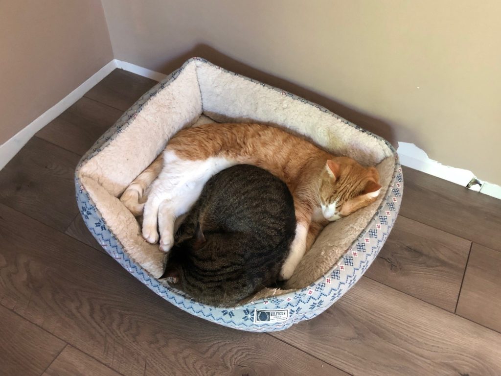 Two cats sleeping in a cat bed together