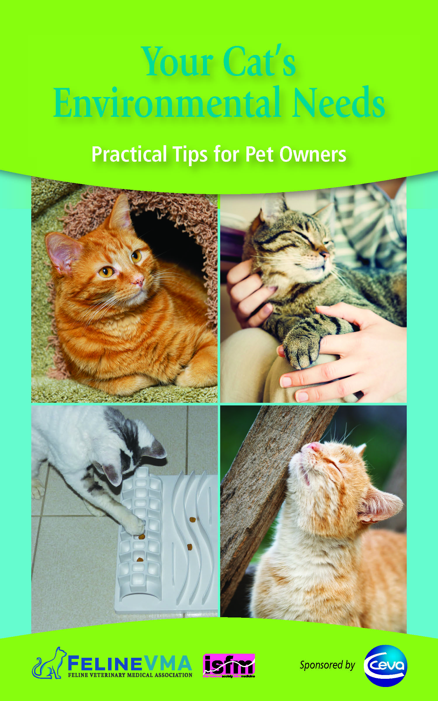 Your Cat's Environmental Needs: Practical Tips for Pet Owners