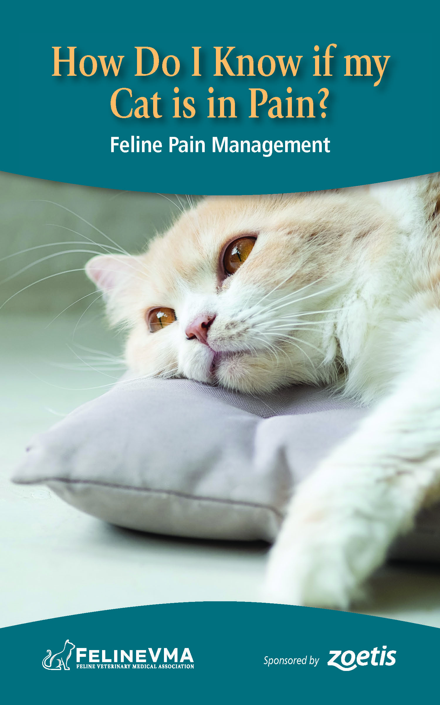 How Do I Know if my Cat is in Pain? Feline Pain Management