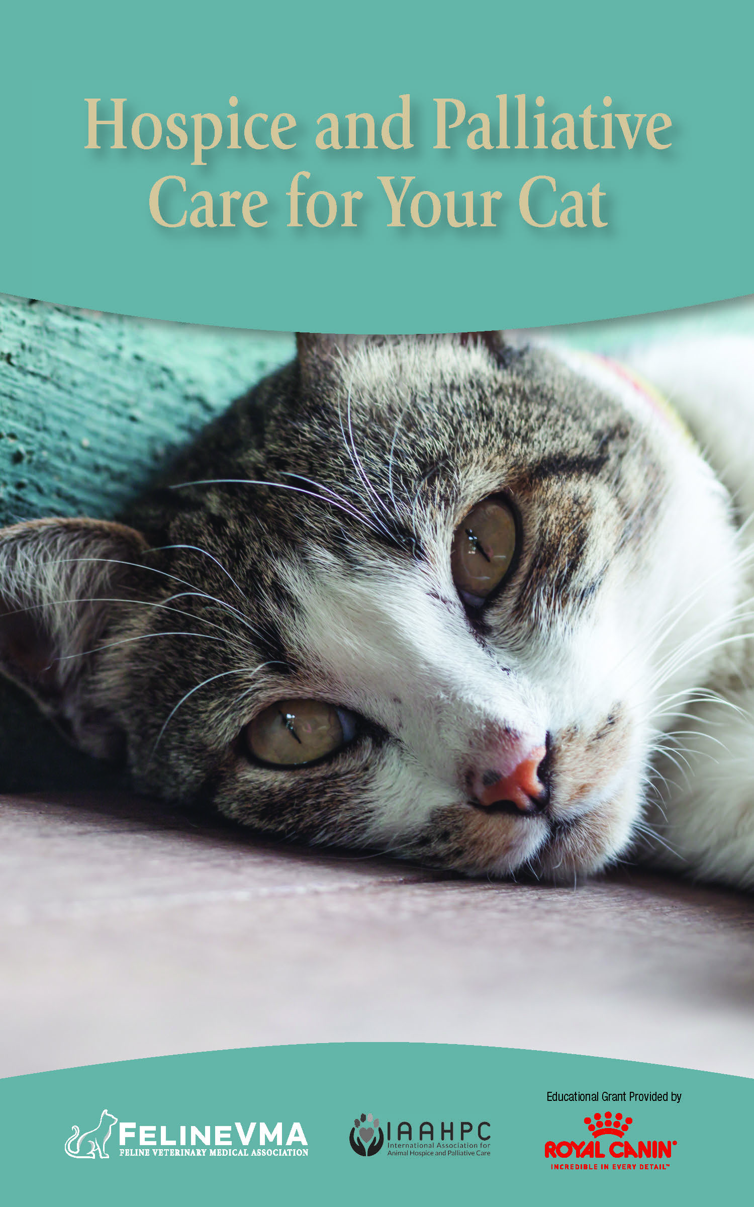 Hospice and Palliative Care for Your Cat