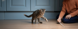 How Cats Learn - catvets.com