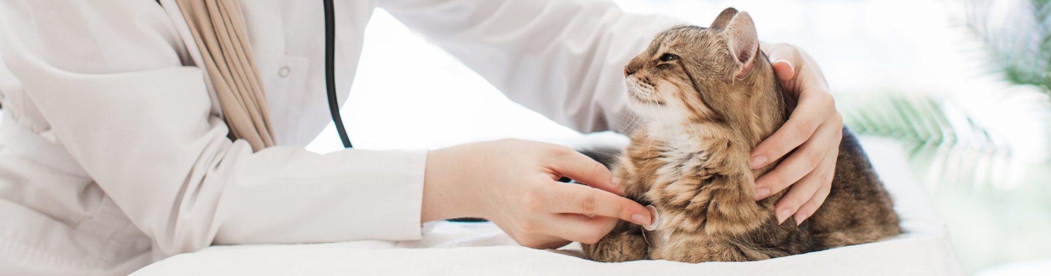 Feline heart health image