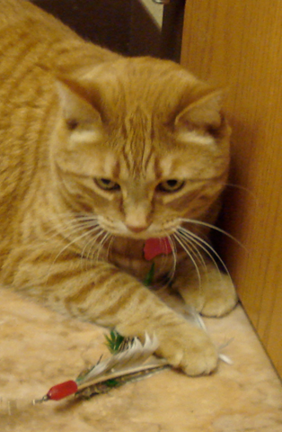 A calm orange tabby cat