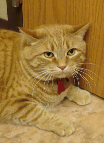 Cat showing mild protective emotions