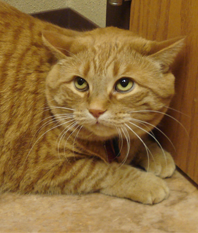 Cat showing increased protective emotions