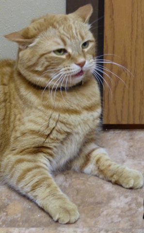 Cat showing high intensity fear