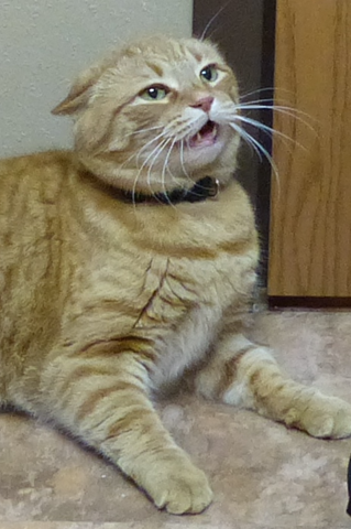 Cat showing extreme fear and behavioral response