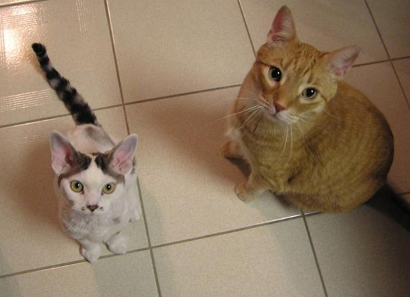 Two cats sitting on a carpet
