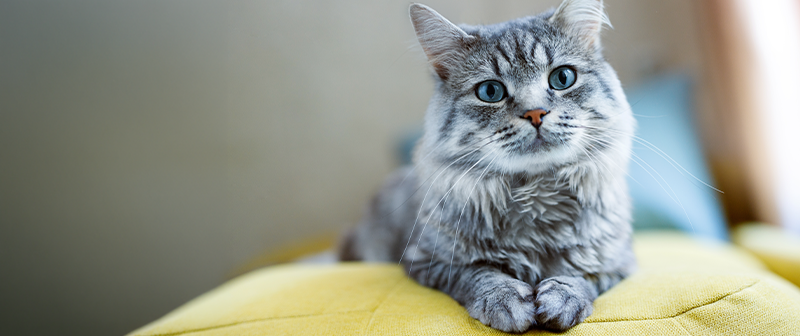 grey cat on yellow pillow