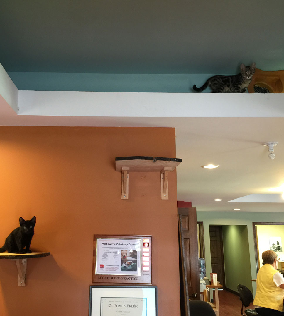 cat-perches-ken-lambrecht