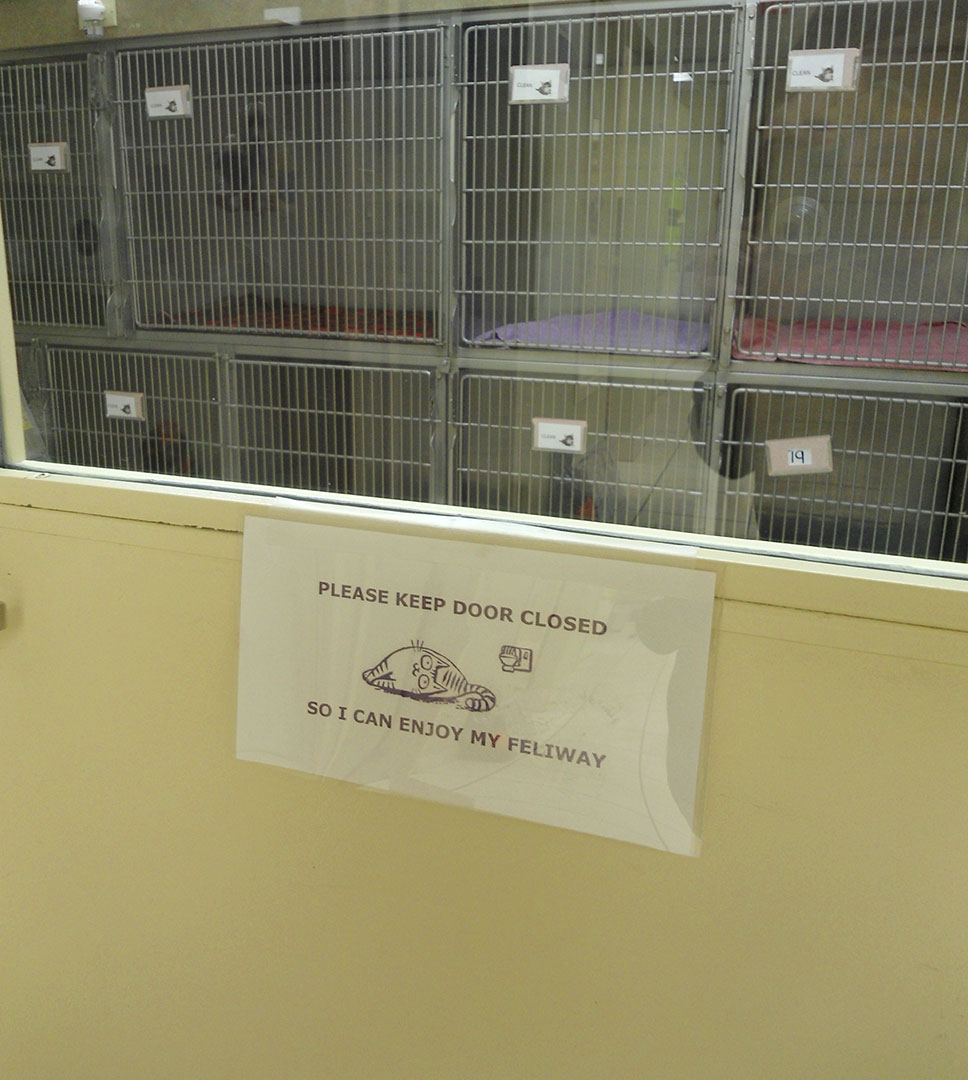 cat-ward-bayview-animal-hospital