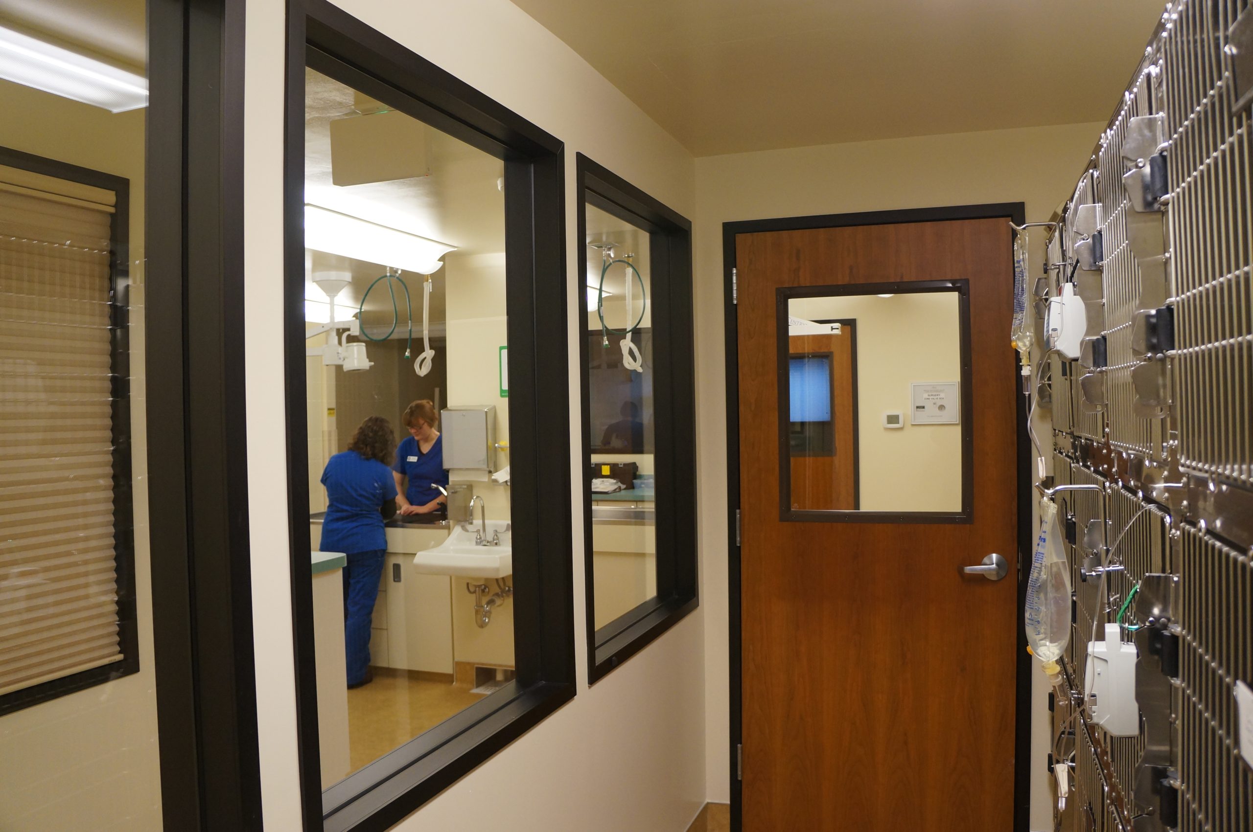 Privately-Owned Feline-Exclusive Practice Seeking Associate Veterinarian – Beautiful Boise, Idaho