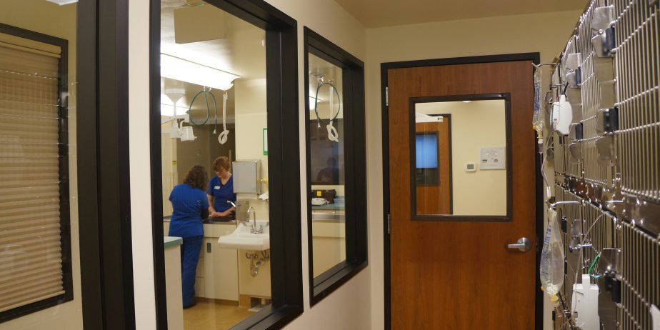 Privately-Owned Feline-Exclusive Practice Seeking PT or FT Associate Veterinarian – Beautiful Boise, Idaho