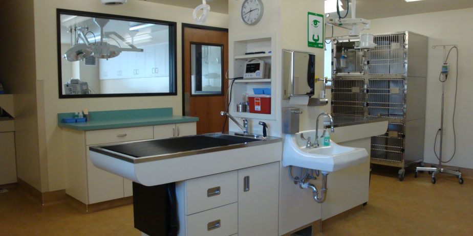 Privately-Owned Feline-Exclusive Practice Seeking PT or FT Associate Veterinarian – Beautiful Boise, Idaho