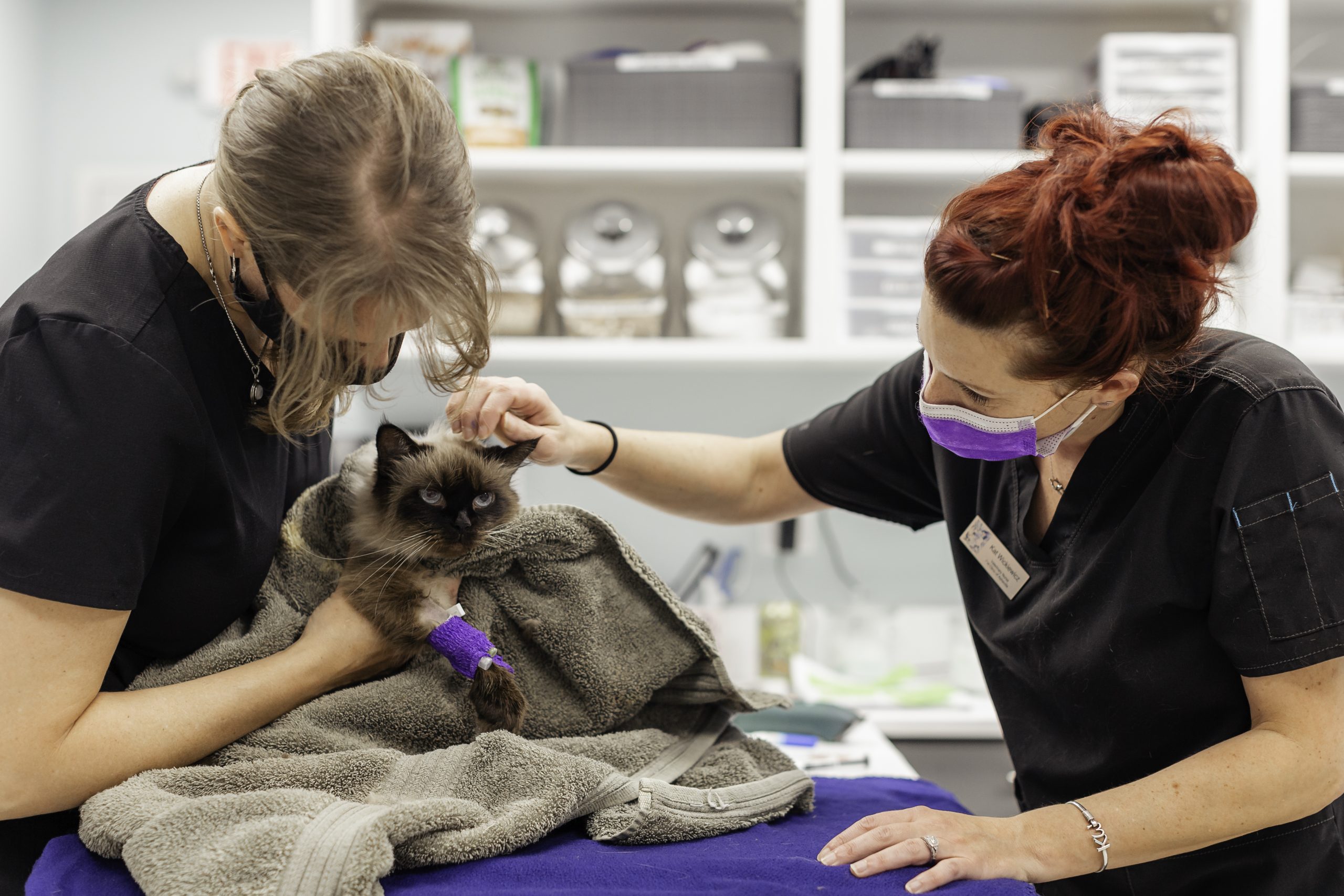 Feline-Only Veterinary Technician – Asheville, North Carolina