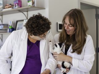 dvms-with-kitten
