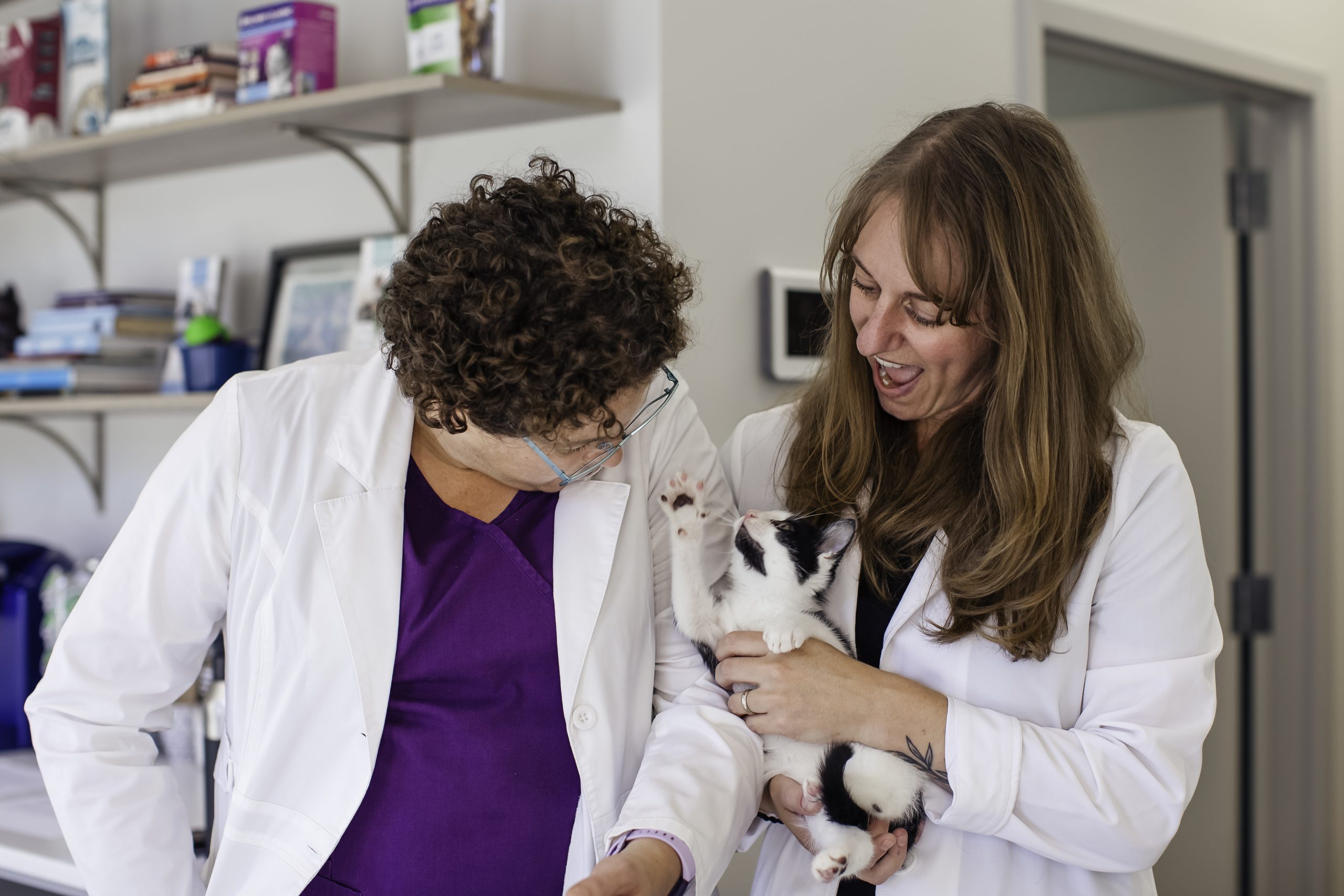 Feline Exclusive Veterinarian – Asheville North Carolina